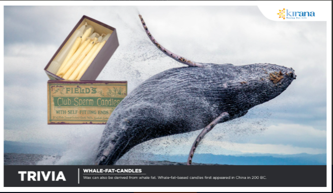 Whale Fat Candles